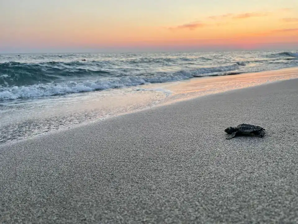 Antalya Kumsalları Carettaların Umudu Oldu 5